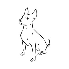 American naked Terrier an American hairless terrier dog American naked terrier vector sketch