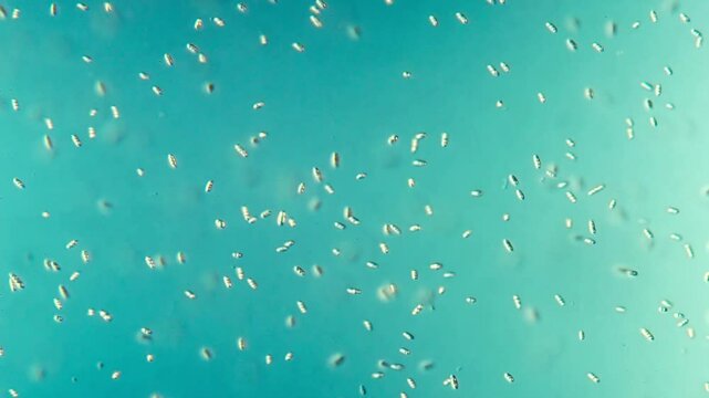 Colorful Bacteria under 40x DIC Microscopy #2