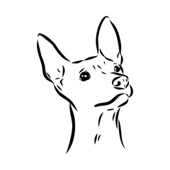 American naked Terrier an American hairless terrier dog American naked terrier vector sketch
