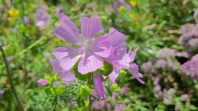 Wildblume, Moschus-Malve (Malva moschata) im Wind, Bayern, Deutschland