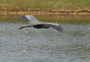 heron in flight