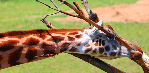 The giraffe (Giraffa camelopardalis) is an African even-toed ungulate mammal, the tallest of all extant land-living animal species, and the largest  © Daniel Meunier