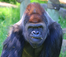 Gorillas are ground-dwelling, predominantly herbivorous apes that inhabit the forests of central Africa. The DNA of gorillas is highly similar to that of humans, from 95–99% a