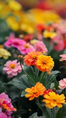 Orange and Pink Flowers in a Garden