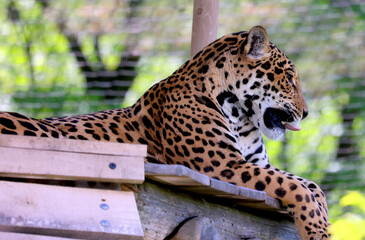 Jaguar is a cat, a feline in the Panthera genus only extant Panthera species native to the Americas. Jaguar is the third-largest feline after the tiger and lion © Daniel Meunier