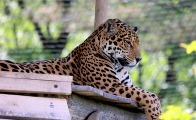 Jaguar is a cat, a feline in the Panthera genus only extant Panthera species native to the Americas. Jaguar is the third-largest feline after the tiger and lion © Daniel Meunier