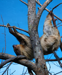 Fototapeta premium Sloths are arboreal mammals noted for slowness of movement and for spending most of their lives hanging upside down in the trees of the tropical rainforests of South America and Central America