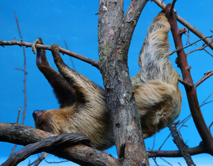 Fototapeta premium Sloths are arboreal mammals noted for slowness of movement and for spending most of their lives hanging upside down in the trees of the tropical rainforests of South America and Central America