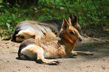 The Patagonian mara is a relatively large rodent in the mara genus. It is also known as the Patagonian cavy, Patagonian hare or dillaby.