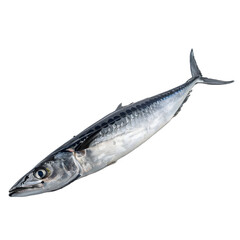 [Transparent Background PNG]Fresh Fish on White Background