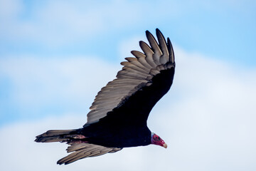 Buitre Cuervo Cabeza roja volando