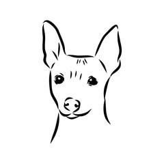 American naked Terrier an American hairless terrier dog American naked terrier vector sketch