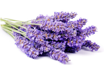 Lavender flowers isolated on a white background in a close up photograph taken with high resolution...