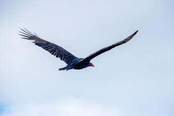 Cuervo cabeza roja - Cathartes aura volando

