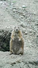 Prairie dog stands on a dirt path, looking directly  at the camera