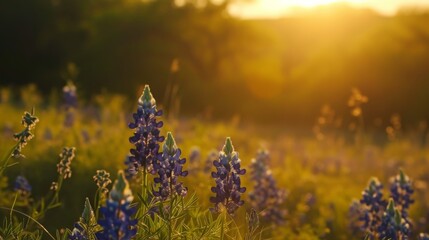 Obraz premium Texas bluebonnet field bathed in the golden light of sunrise