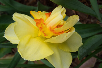 Yellow flower outdoors