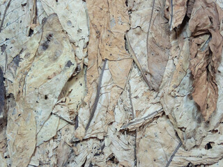 Tobacco dried in a close up
