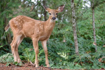 A cute baby deer in the woods looking directly at the camera. 