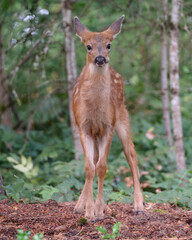 A cute baby deer in the woods looking directly at the camera. 