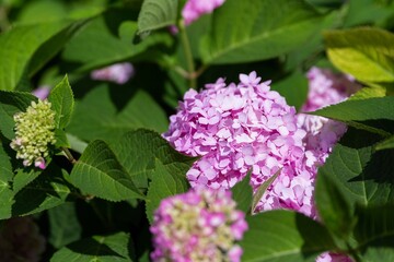Close-Up of Pink Hydrangea Flowers Among Green Leaves in Garden