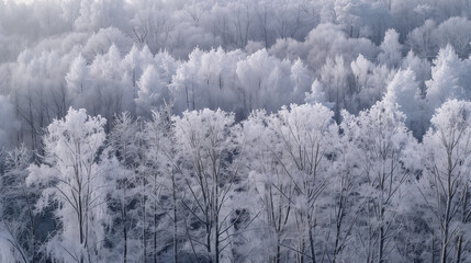 Winter forest with frost