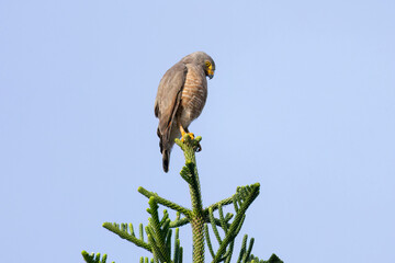 Roadside Hawk (Rupornis magnirostris)