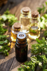 Several bottles of aromatherapy essential oil with fresh blooming melissa plant on a table in sunlight