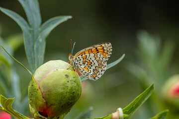 Greater Spotted Eparhan butterfly (Melitaea phoebe)
