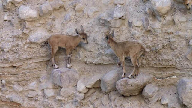 Nubian Ibex fawns on Cliff, Ein gedi, Israel