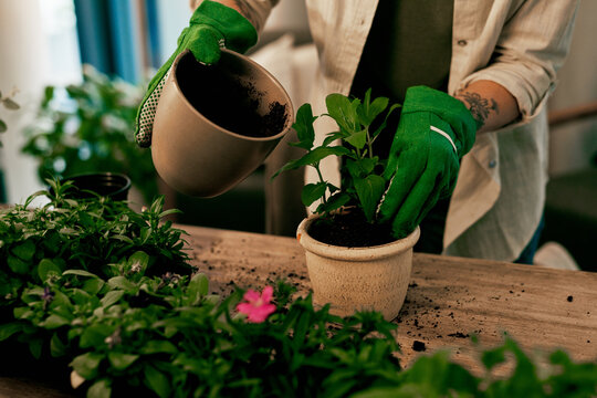 Hands, florist and gardening with plant in home for cultivation, eco friendly and environmental. Person, gardener and flowers for green project or sustainability and greenhouse for growth