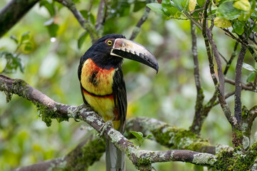  Collared Aracari or Collared Araçari (Pteroglossus torquatus)