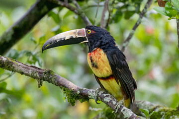 Collared Aracari or Collared Araçari (Pteroglossus torquatus)