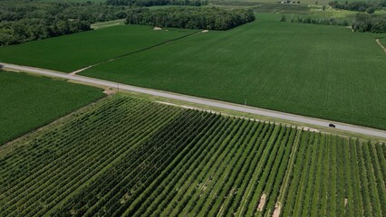 Fototapeta premium Apple tree farm in New York State green countryside by Erie Canal 