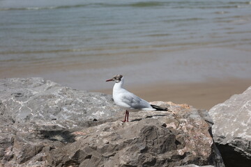 Saint-Vaast la Hougue
