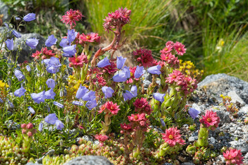 Alpine flowers called Sempervivum arachnoideum