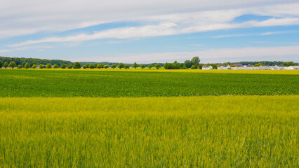 Obraz premium A beautiful green field with a forest in Sweden, swedish countryside.