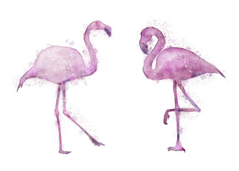 Watercolor illustrations of pink flamingos isolated with transparency