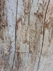 Obraz premium bright brown wood texture, close up photo of tree, background or wall paper picture, detailled wood structure