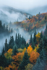 Photo of misty mornings and colorful forests in autumn