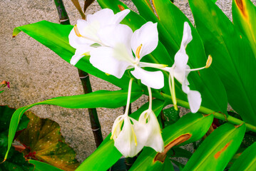 Tropical ginger flower, national flower of Cuba, Hedychium coronarium, aromatic flower and pure beauty.
