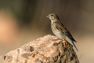 Juvenile Eurasian linnet perching on rock