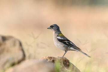 Close-up shot of Africain Chaffinch (Fringilla spodiogenys africana)