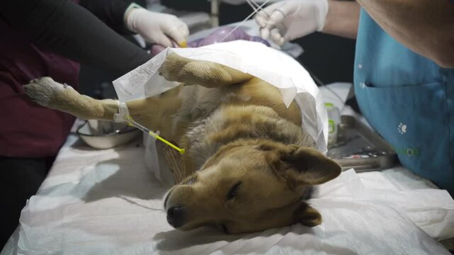 Arms of professional vets sterilizing a dog in veterinary polyclinic. Hands of veterinarians doing operation a pet under general anesthesia in clinic. Concept of care and help to animals. Close up