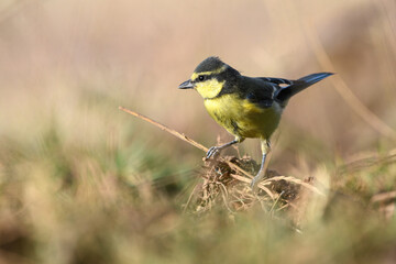 close-up shot of juvenile African blue tit (Cyanistes teneriffae)
