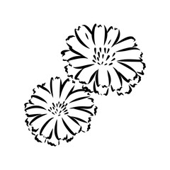 Fototapeta premium hand drawing of a chicory flower vector