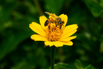 Abeja. Polen.