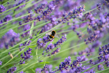 Bumblebee Pollinating Lavender in Horten, Norway