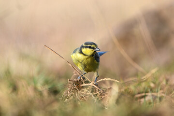 close-up shot of juvenile African blue tit (Cyanistes teneriffae)
