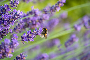 Bumblebee Pollinating Lavender in Horten, Norway